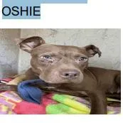 Oshie thumbnail 3