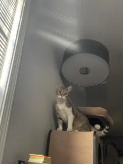 An adult small-sized male Domestic Short Hair cat named Apollo for adoption in Chicago, IL