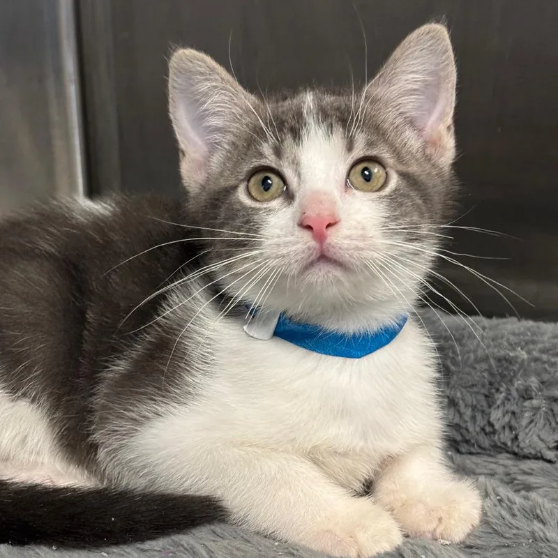 A baby small-sized male Gray / Blue / Silver Domestic Short Hair cat named Theodore for adoption in League City, TX