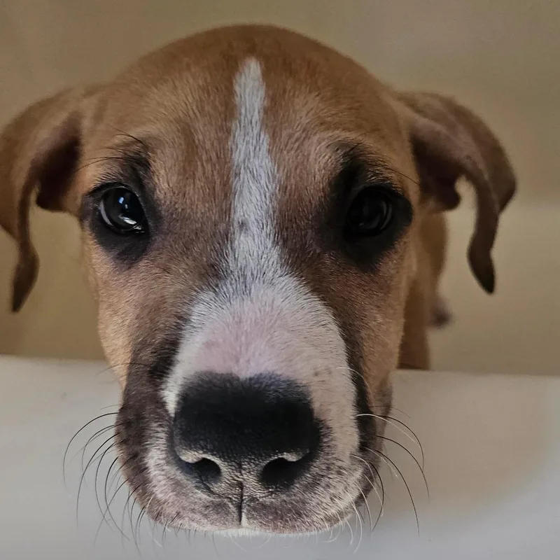 A baby large-sized female Boxer dog named Pancake for adoption in Oceanside, CA