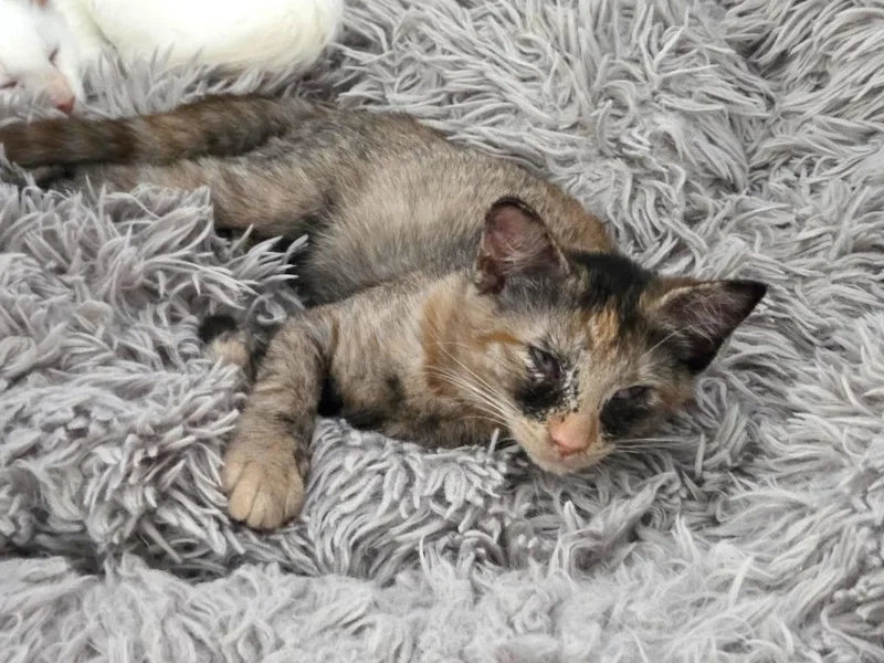 A baby medium-sized female Domestic Short Hair cat named Amira for adoption in Youngsville, NC