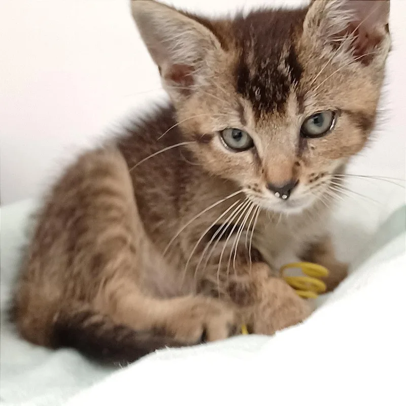 A baby small-sized male Domestic Short Hair cat named Moocher for adoption in Defiance, OH
