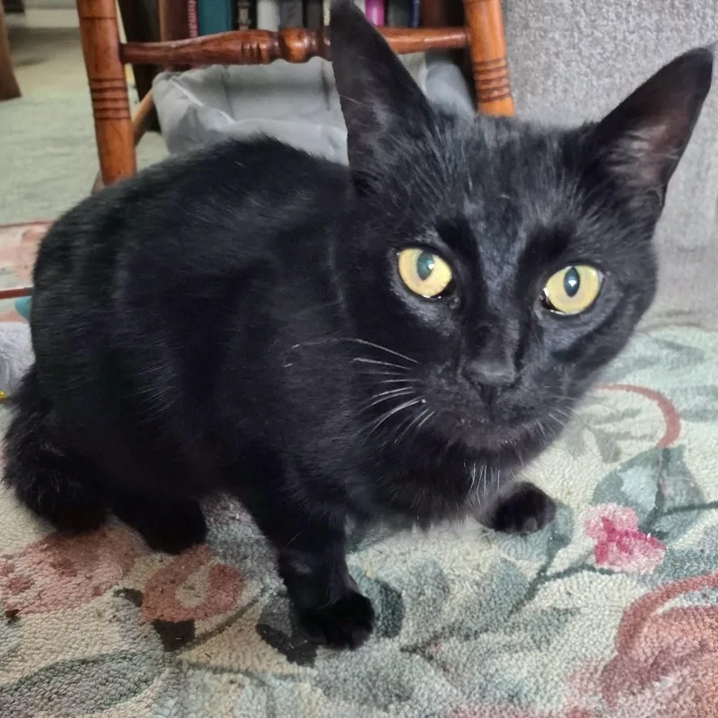 An adult medium-sized female Domestic Short Hair cat named Inka for adoption in Attleboro, MA