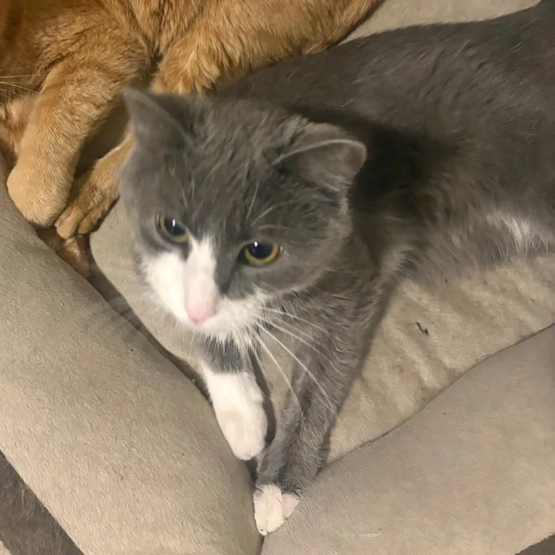 An adult medium-sized female Gray / Blue / Silver Domestic Short Hair cat named Stormy Day for adoption in Philadelphia, PA