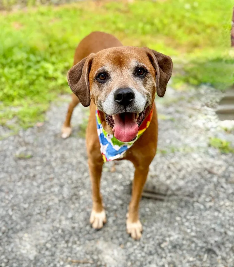 An adult medium-sized female Mixed Breed dog named Echo for adoption in Ellijay, GA