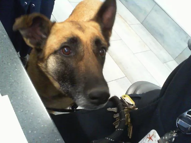 An adult large-sized female Belgian Shepherd / Malinois dog named Maggie for adoption in Charlotte, NC