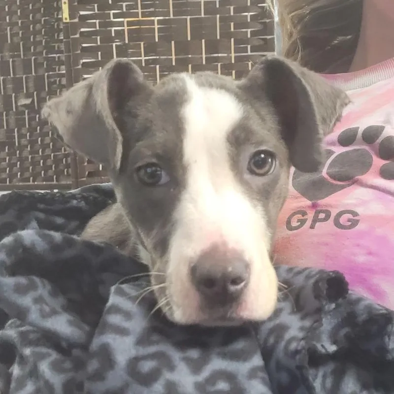 Tilee thumbnail 2