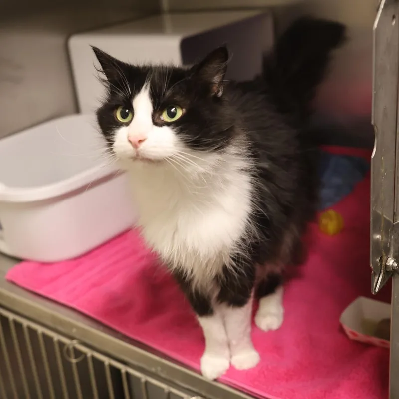 A young medium-sized female Black Domestic Medium Hair cat named Lila for adoption in Briarcliff Manor, NY