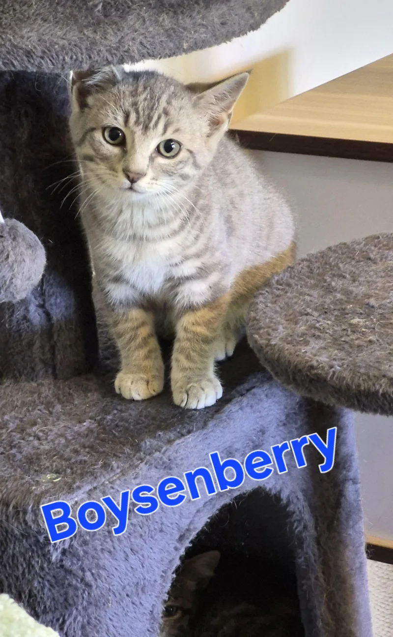 Boysenberry