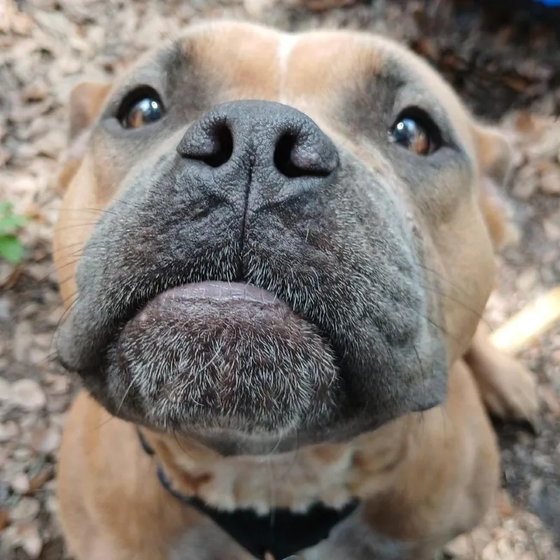 Big Momma thumbnail 2