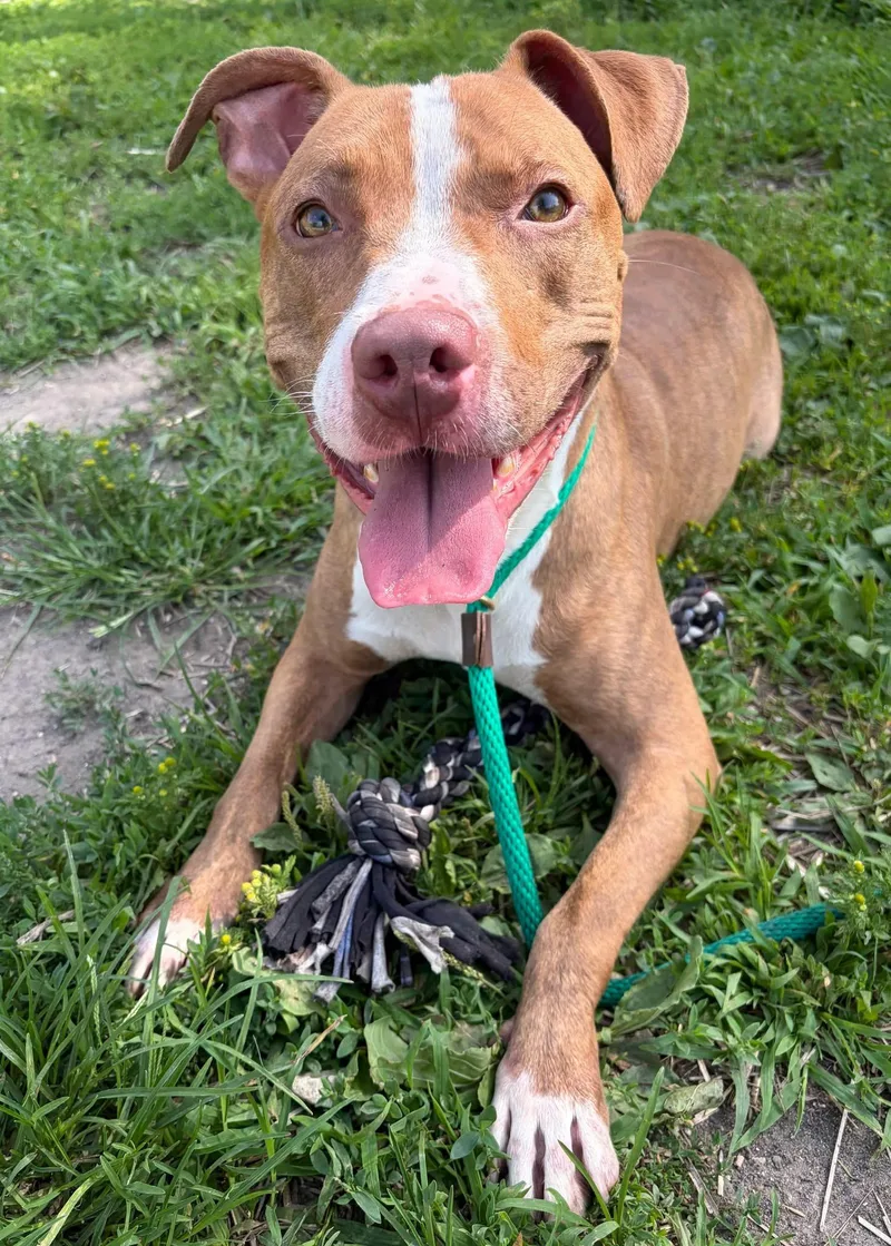 An adult medium-sized male Brown / Chocolate Pit Bull Terrier dog named Leafy for adoption in Chicago, IL