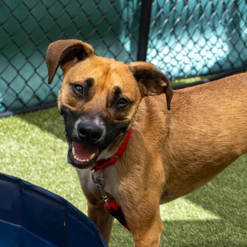 A young medium-sized male Yellow / Tan / Blond / Fawn Mixed Breed dog named Mauser for adoption in Asheville, NC