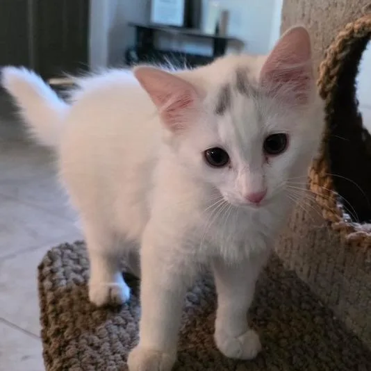 A baby small-sized female White Domestic Short Hair cat named NRen for adoption in Arizona City, AZ