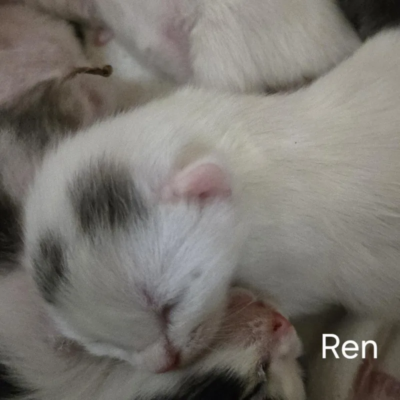 NRen thumbnail 3