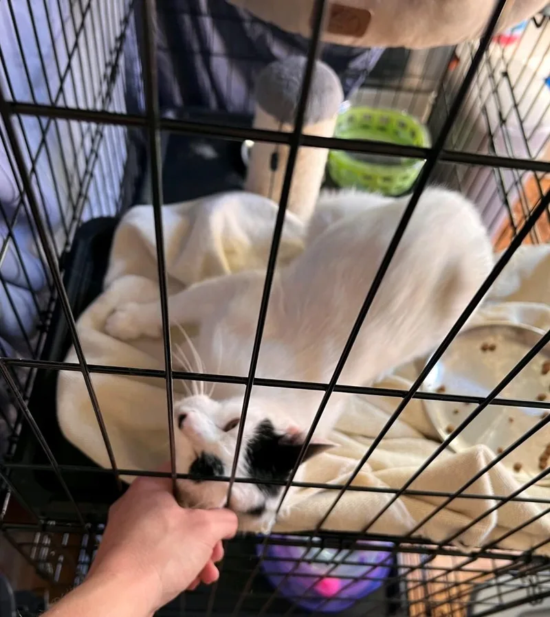 A young medium-sized female Domestic Short Hair cat named Mama Dot for adoption in Reno, NV