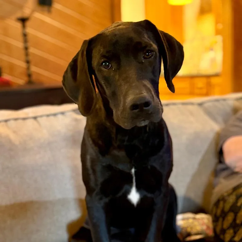 A young medium-sized male Black Labrador Retriever dog named Indy for adoption in Huntsville, AL