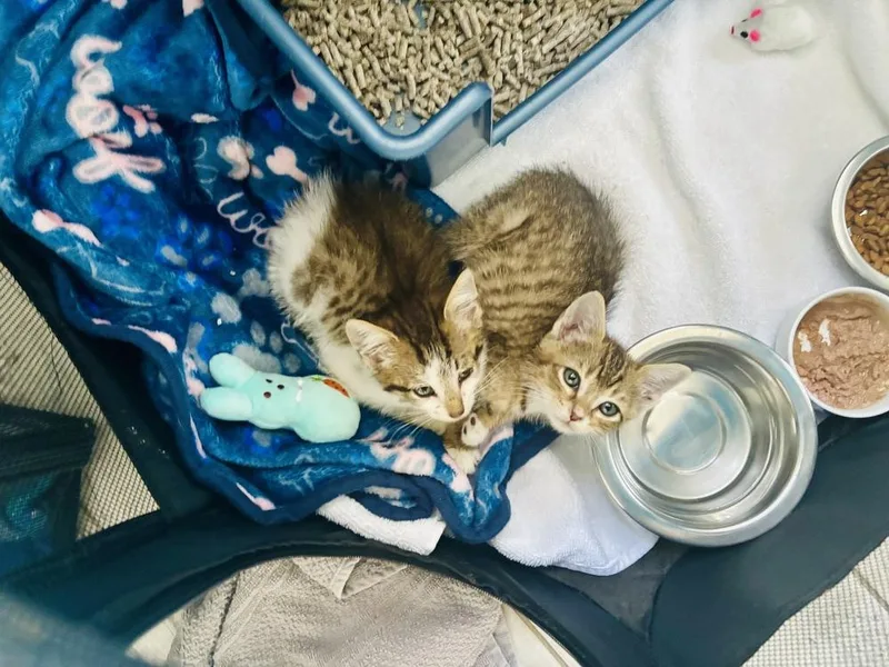 A baby small-sized male Domestic Short Hair cat named Marlon for adoption in Orlando, FL