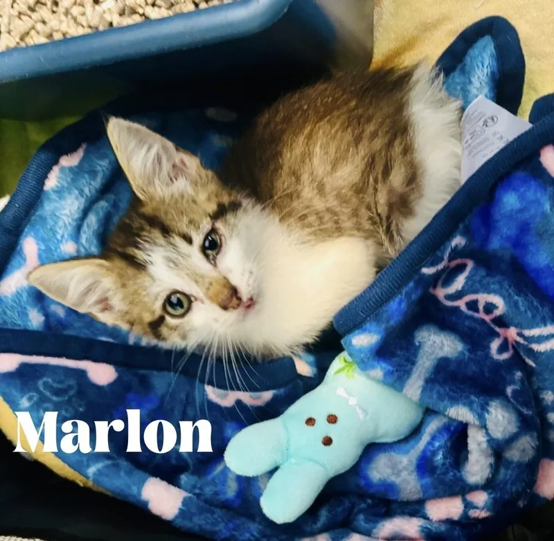 Marlon thumbnail 6