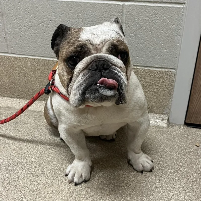 A senior medium-sized female Brown / Chocolate English Bulldog dog named Claudia for adoption in Bristol, IN