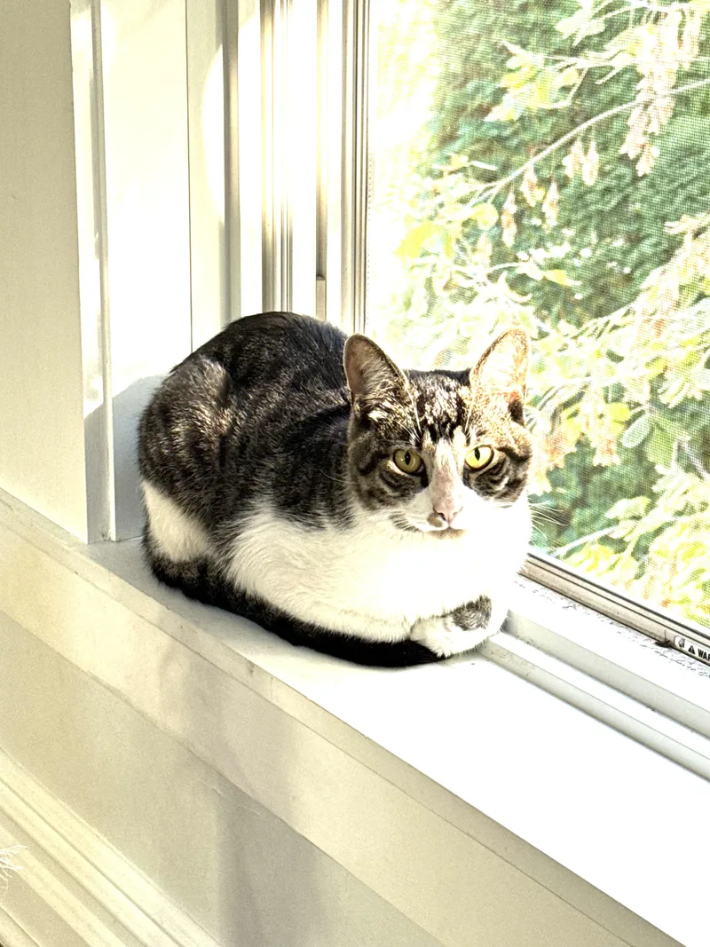 An adult large-sized male Brown / Chocolate Domestic Short Hair cat named Potter for adoption in Hudson, NY