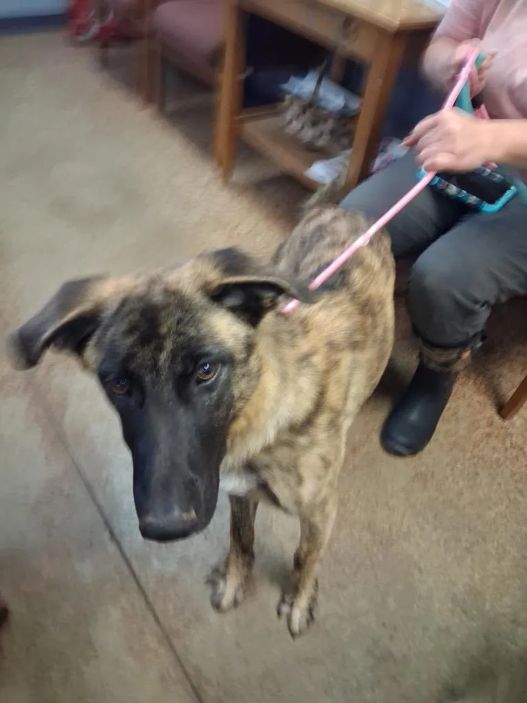 A baby large-sized male Belgian Shepherd / Malinois dog named Jarjar for adoption in Brownwood, TX