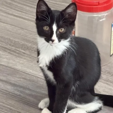 A baby medium-sized male Black & White / Tuxedo Domestic Short Hair cat named Zorro for adoption in Richmond, VA