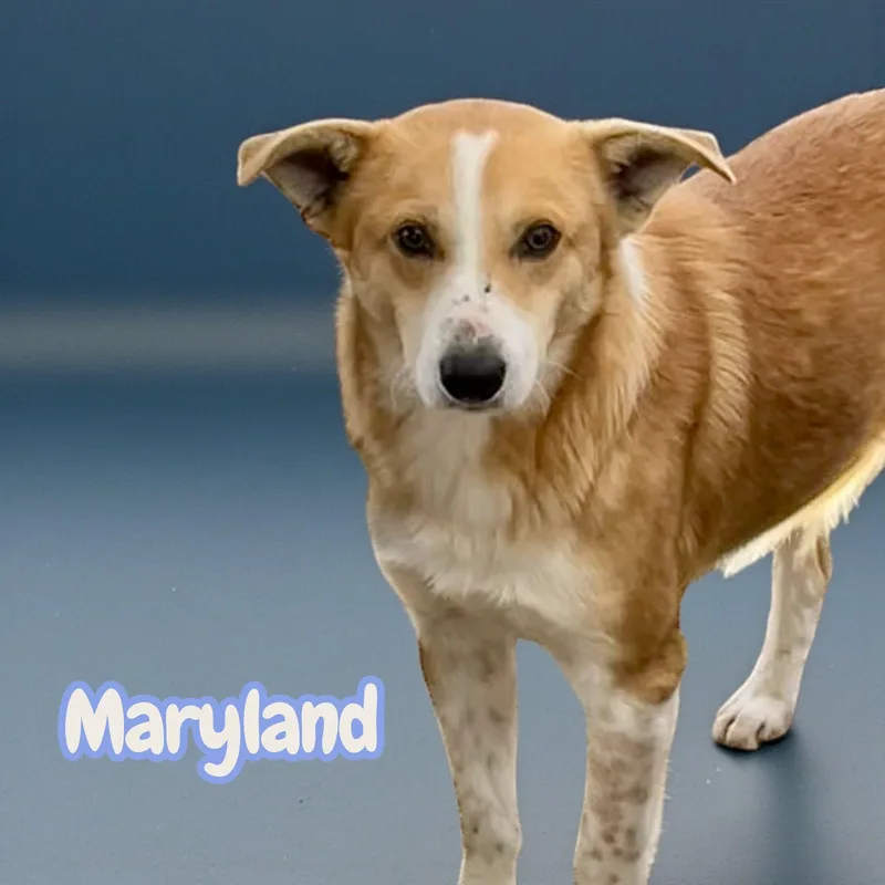 Maryland thumbnail 3