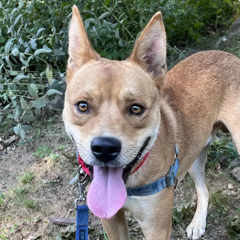 A young medium-sized male Brown / Chocolate Labrador Retriever dog named Kane for adoption in Falls Church, VA