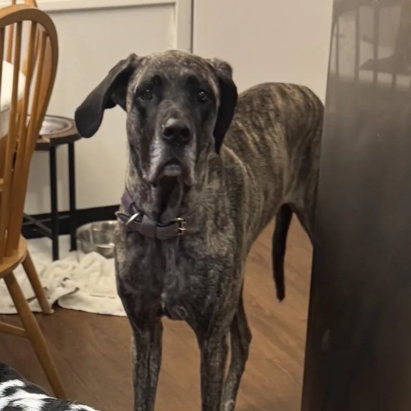 An adult extra large-sized female Great Dane dog named Zoe for adoption in South Saint Paul, MN