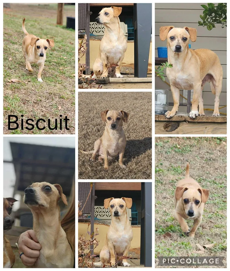 Biscuit