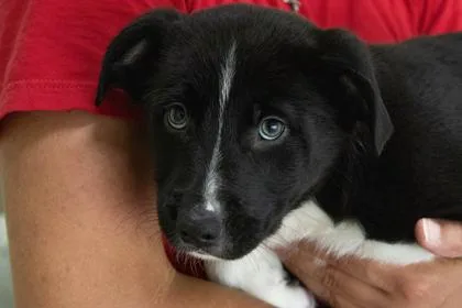 A young large-sized male German Shepherd Dog dog named Fruit Loops for adoption in Kansas City, MO