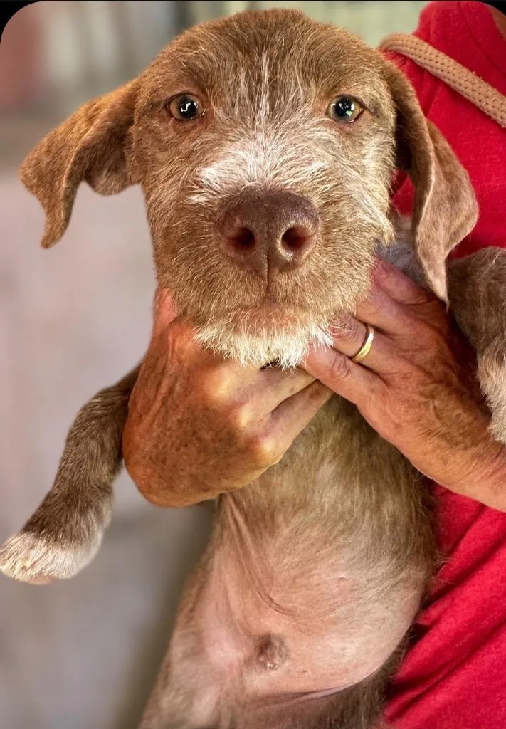 A baby medium-sized male Wirehaired Pointing Griffon dog named Stucco for adoption in San Diego, CA