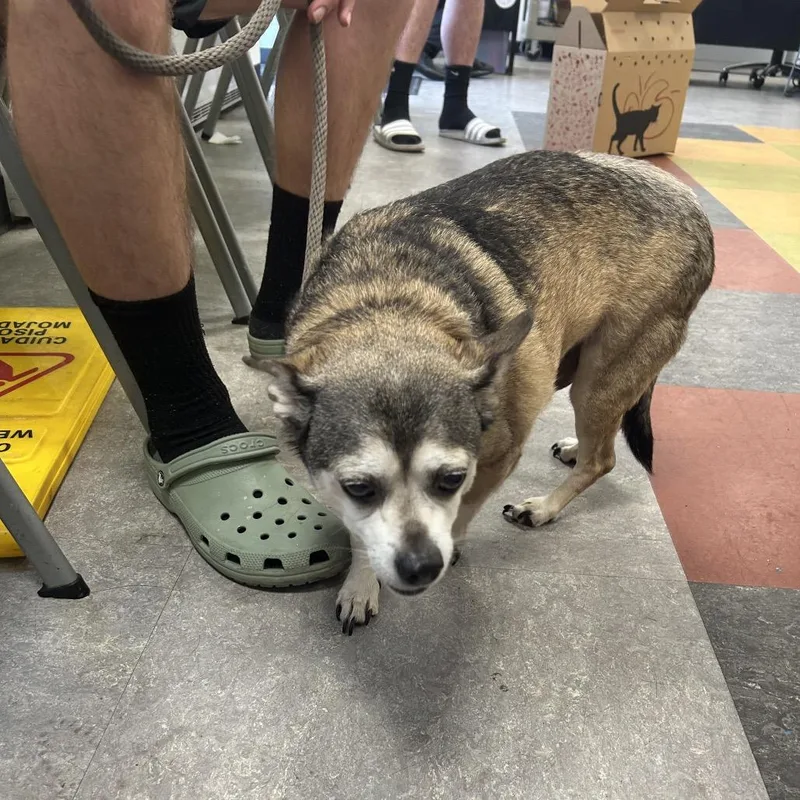 A senior small-sized male Black Chihuahua dog named Puppy for adoption in Philadelphia, PA