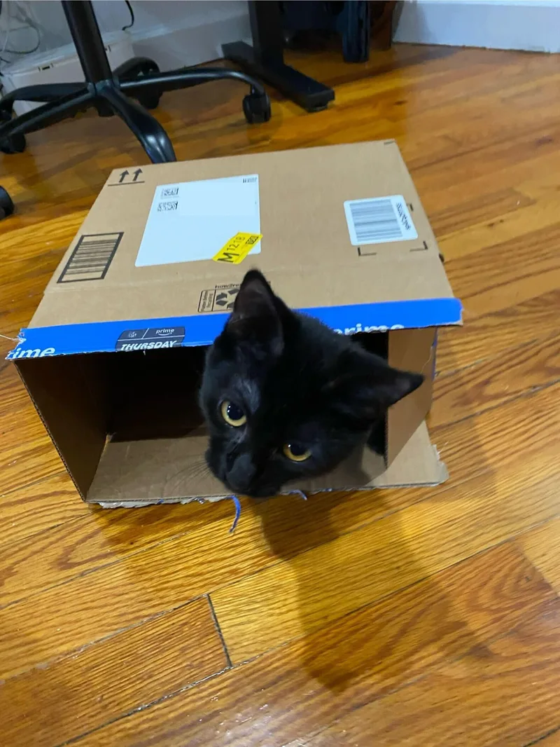 Tippi Aka Black Olive thumbnail 2