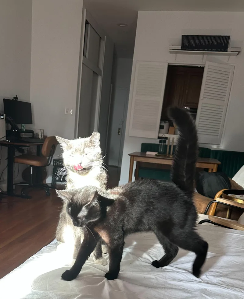 Tippi Aka Black Olive thumbnail 4