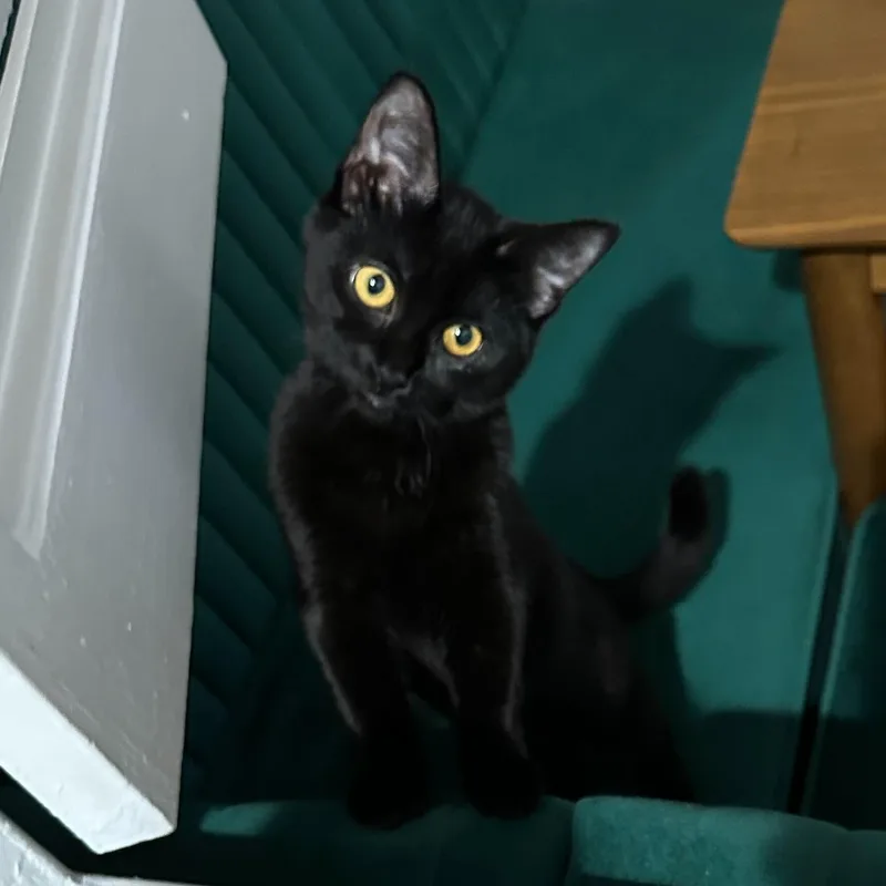 Tippi Aka Black Olive