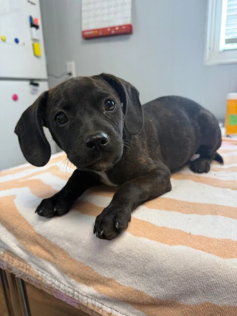 A baby small-sized male Dachshund dog named Moses for adoption in Fayetteville, TN