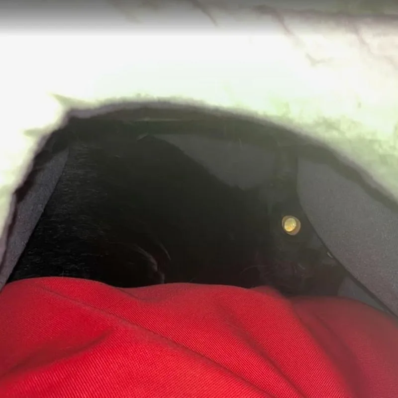 An adult medium-sized female Black Domestic Short Hair cat named Girl From Ipanema for adoption in Los Angeles, CA