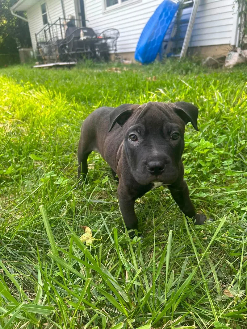 A baby medium-sized male Pit Bull Terrier dog named Lungo for adoption in Germantown, OH