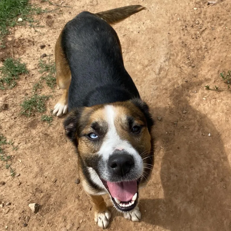 An adult medium-sized female Black Cattle Dog dog named Mabel for adoption in Stillwater, OK