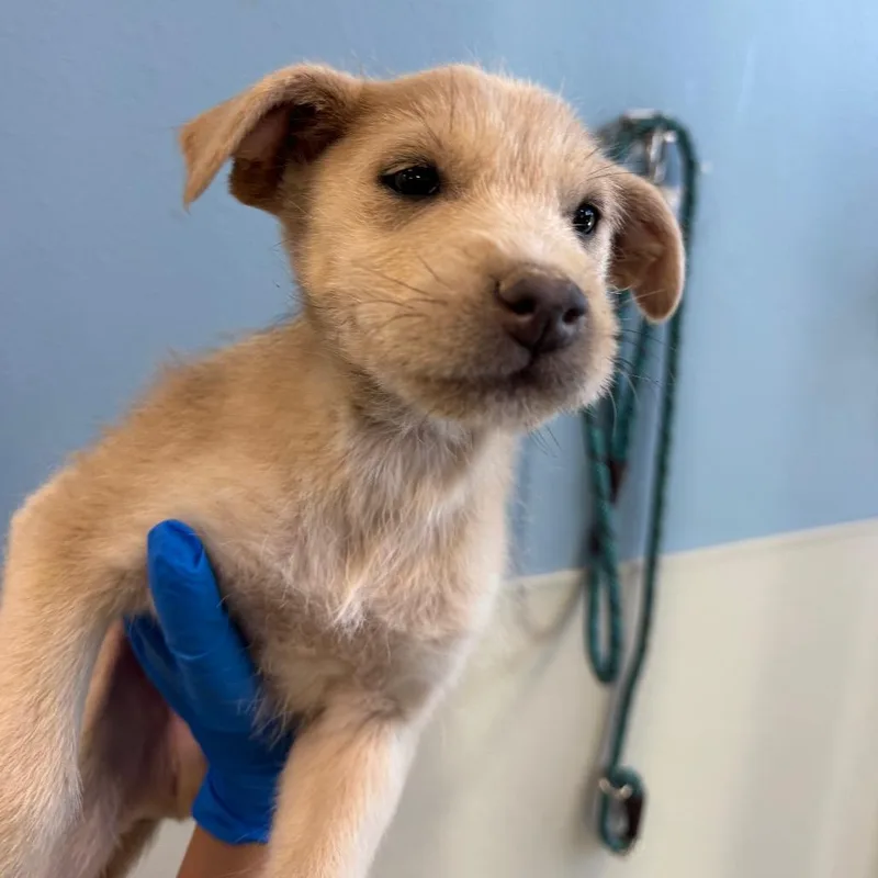 A baby small-sized male White / Cream Mixed Breed dog named 112529 for adoption in Las Cruces, NM