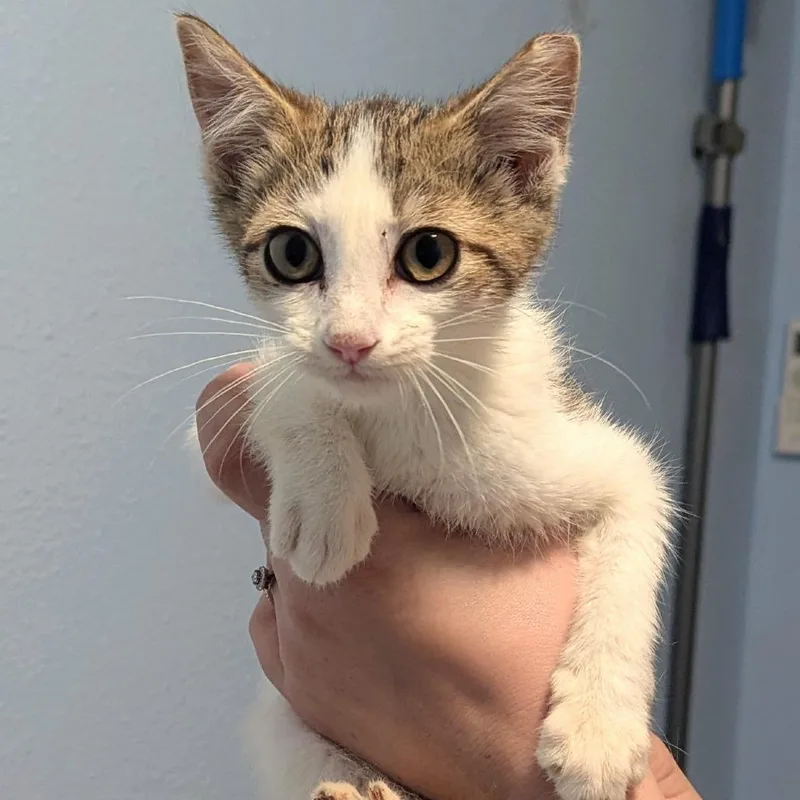 A baby small-sized female Domestic Short Hair cat named Meownce for adoption in Brighton, MO