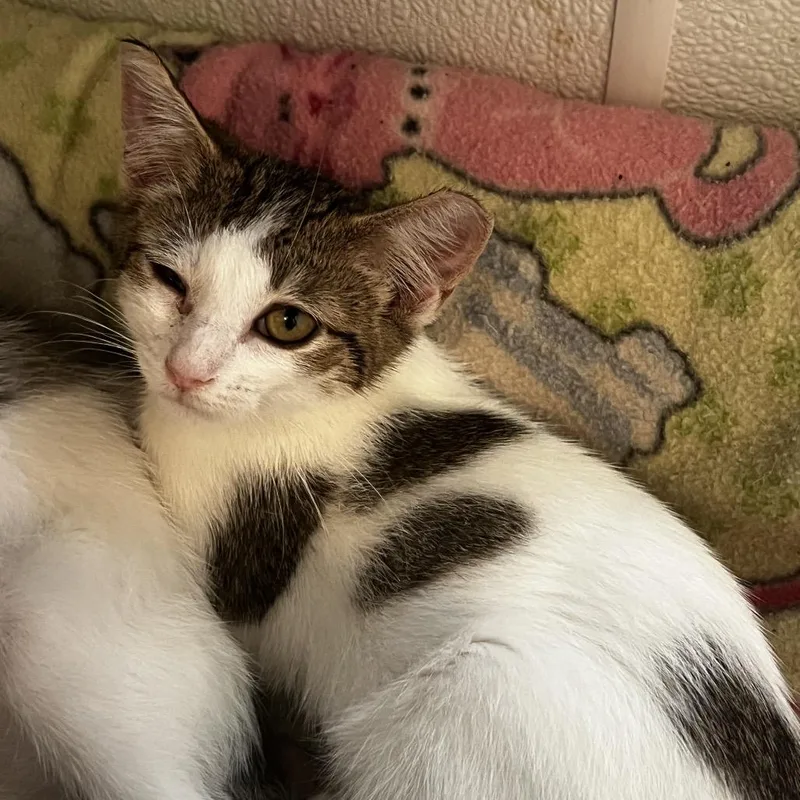 Meownce thumbnail 2