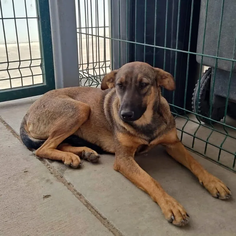 A young medium-sized female Bicolor Shepherd dog named Pipa for adoption in Manvel, TX