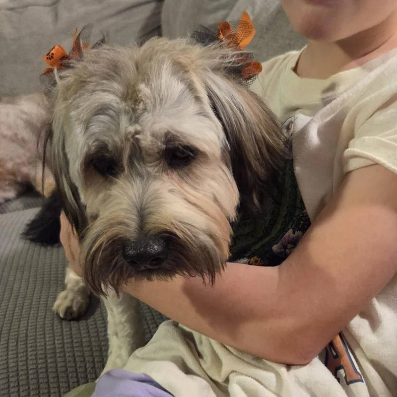 A young small-sized female Yellow / Tan / Blond / Fawn Yorkshire Terrier dog named Wickett for adoption in Normal, IL