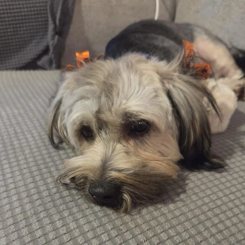 Wickett thumbnail 2