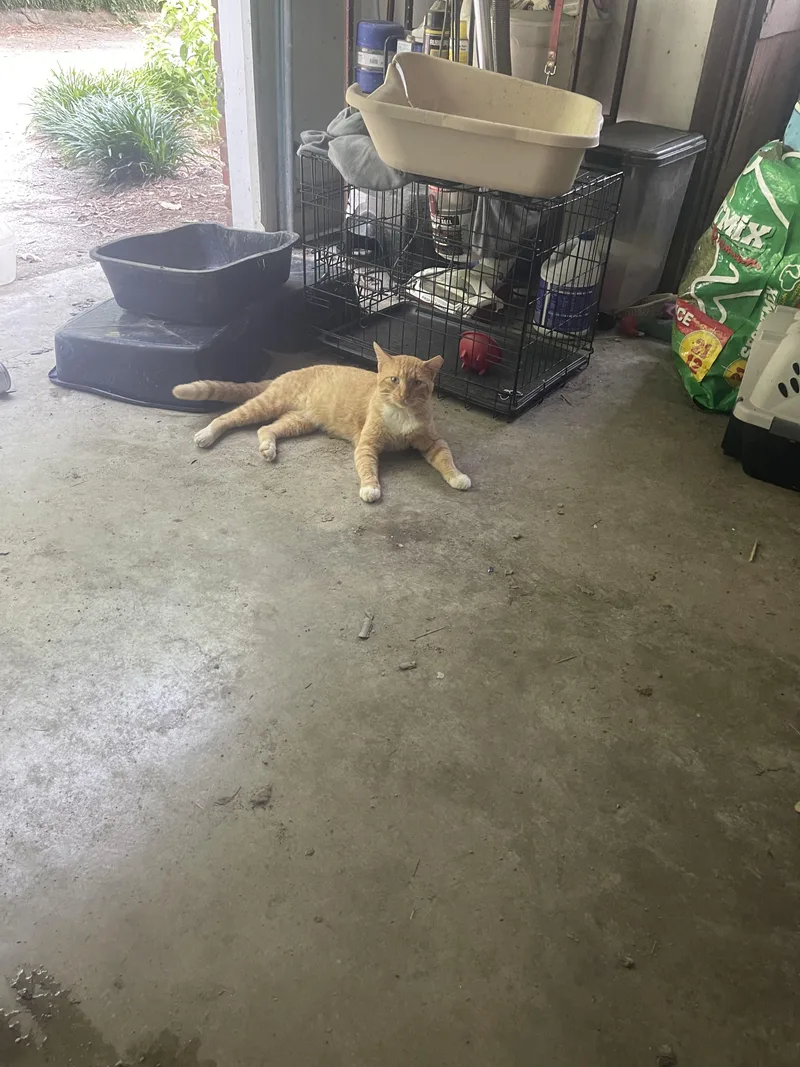 An adult large-sized male Orange & White Tabby cat named Tommy for adoption in Chattanooga, TN