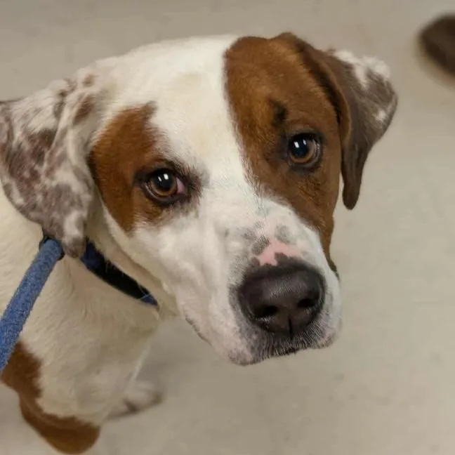 An adult medium-sized male Brown / Chocolate Hound dog named Todd for adoption in Eaton, OH