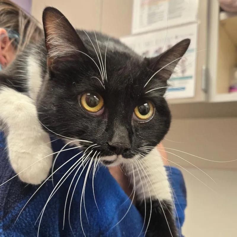 An adult large-sized female Black Domestic Short Hair cat named Coraline for adoption in Albuquerque, NM