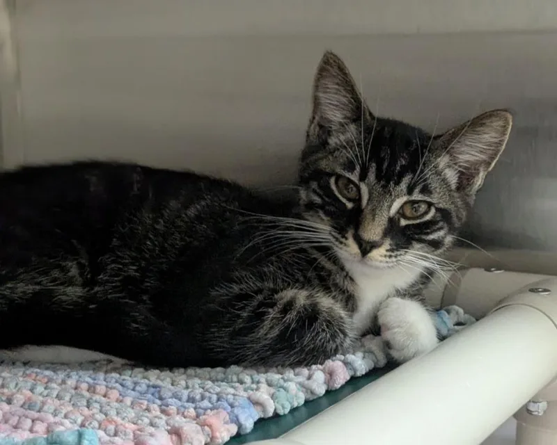 A baby medium-sized male Domestic Short Hair cat named Oleander for adoption in Shoreline, WA